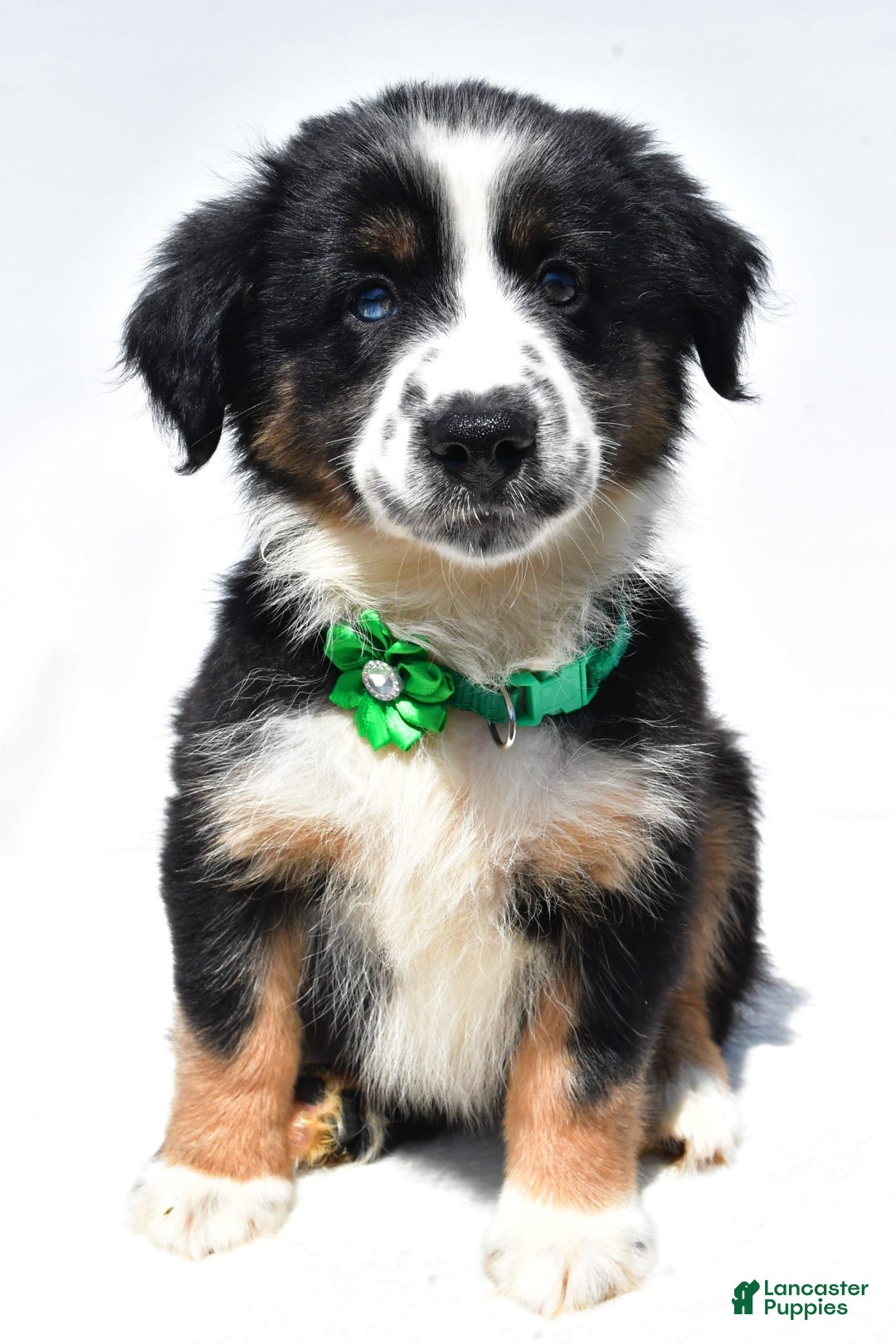Miniature Australian Shepherd dogs for sale: Twinkle - Image 1