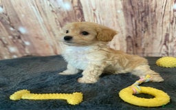 Maltipoo dogs for sale: Jeff - Image 1
