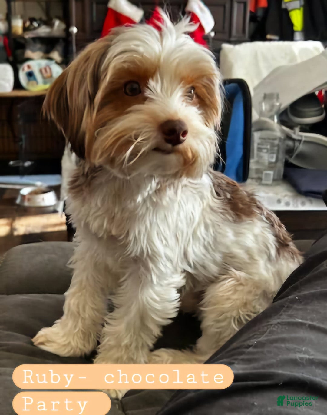 Yorkshire Terrier dogs for sale: Mr Grey - Image 4