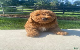 Mini Goldendoodle dogs for sale: Duke - Image 7