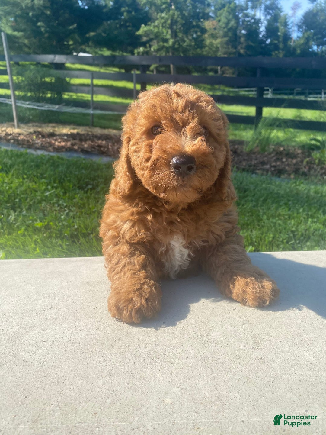 Mini Goldendoodle dogs for sale: Duke - Image 7
