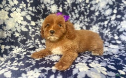 Cockapoo dogs for sale: Sky - Image 6
