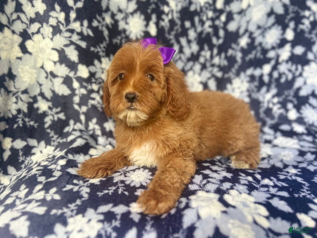 Cockapoo dogs for sale: Sky - Image 6