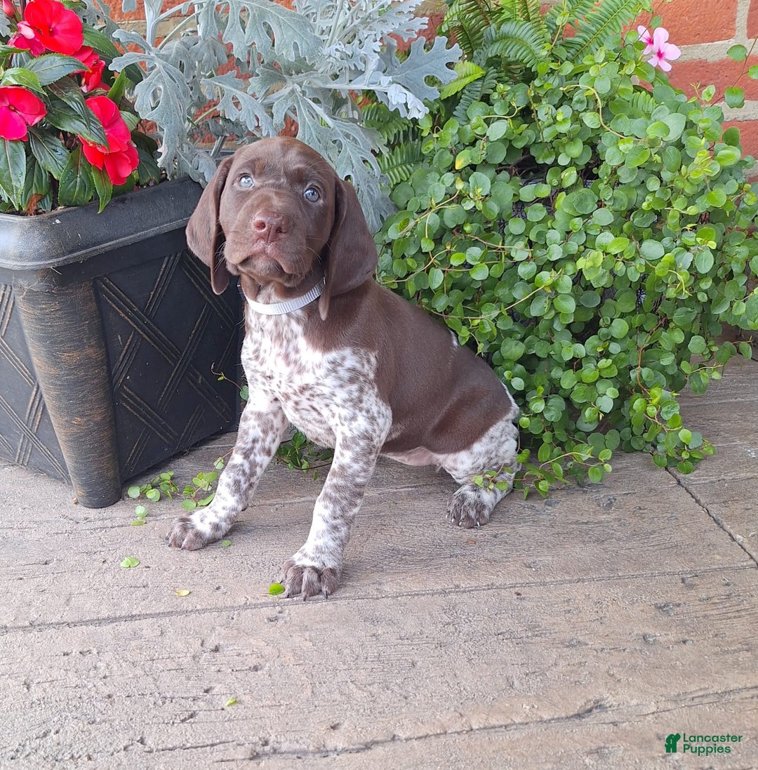 German Shorthaired Pointer dogs for sale: Oriole - Image 2