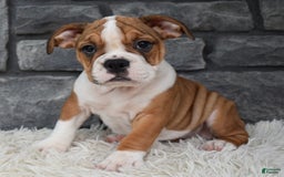 Beabull dogs for sale: Daisy - Image 3