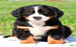 Bernese Mountain Dog dogs for sale: Bailey - Image 1