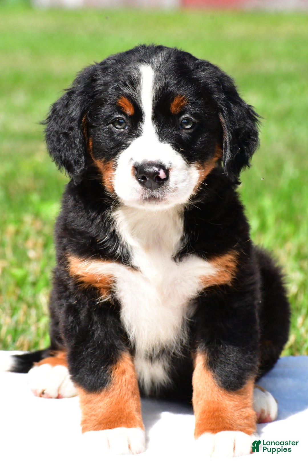 Bernese Mountain Dog dogs for sale: Bailey - Image 1