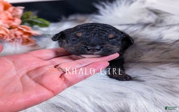 Mini Bernedoodle dogs for sale: Khalo - Image 1
