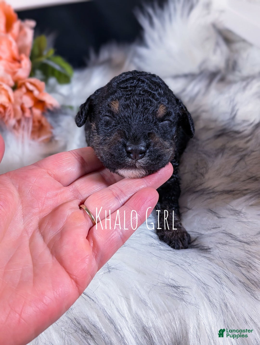 Mini Bernedoodle dogs for sale: Khalo - Image 1