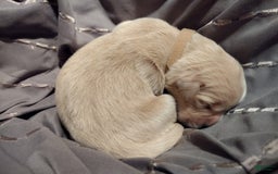 Golden Retriever dogs for sale: Prairie - Image 23