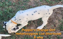 Dalmatian dogs for sale: Peppers Orange Girl - Image 12