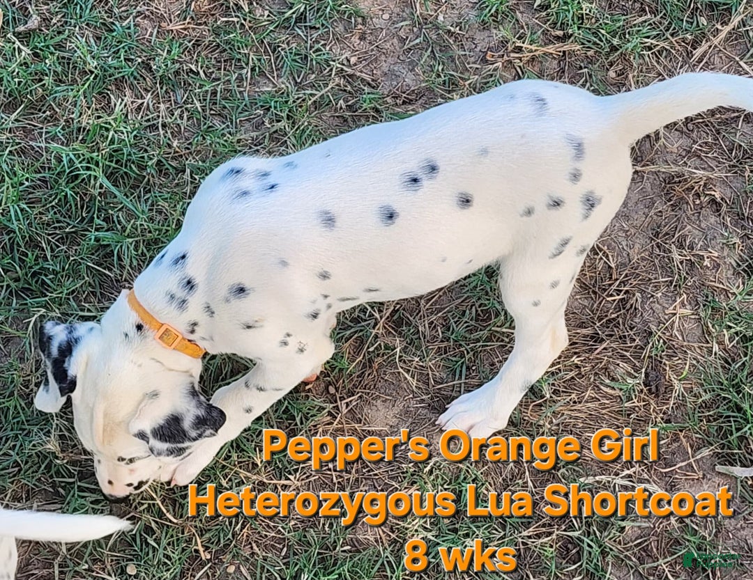 Dalmatian dogs for sale: Peppers Orange Girl - Image 12