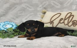 Miniature Dachshund dogs for sale: Kora - Image 2