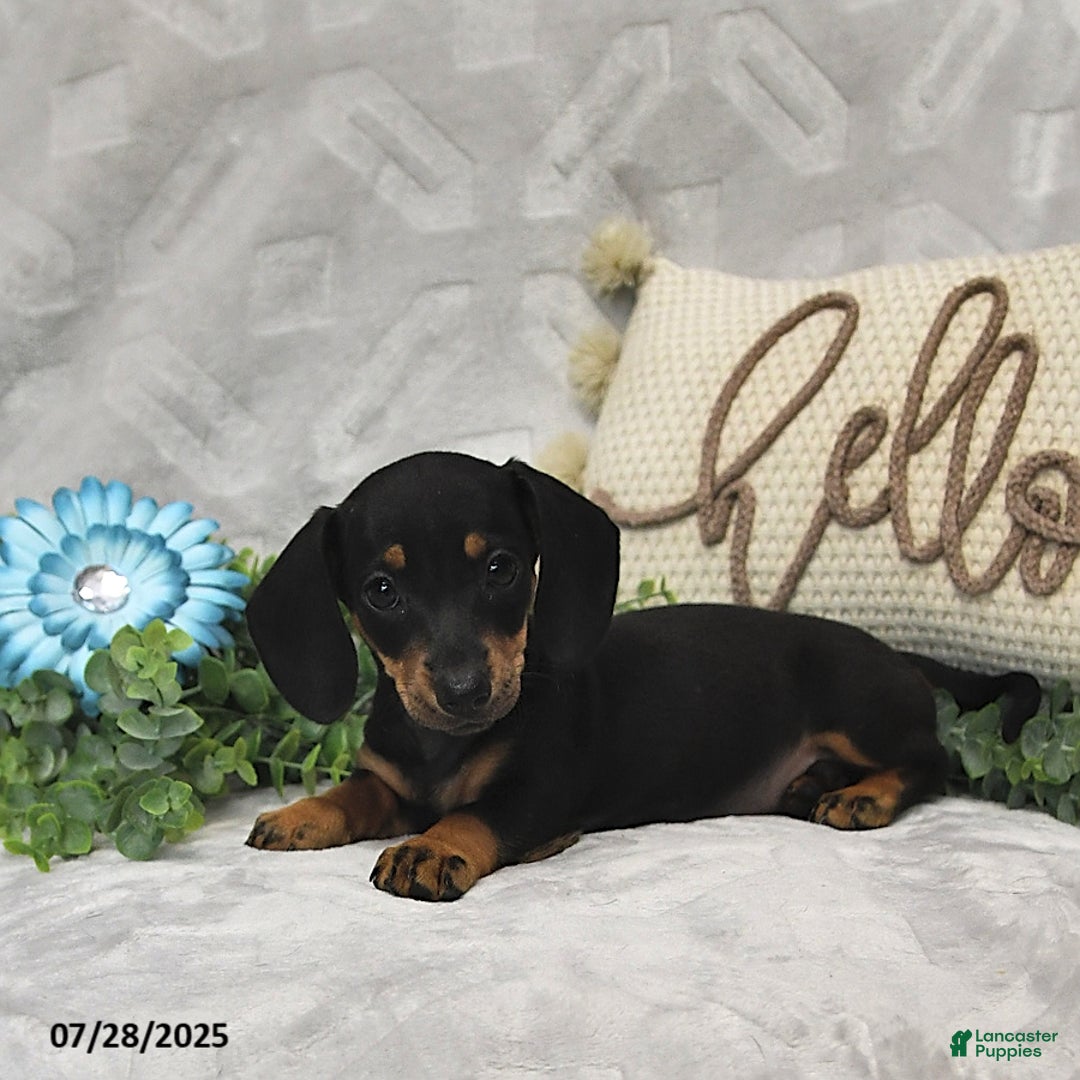 Miniature Dachshund dogs for sale: Kora - Image 2