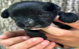 Miniature Schnauzer dogs for sale: Cory - Image 8