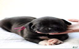 Presa Canario dogs for sale: White Boots - Image 1
