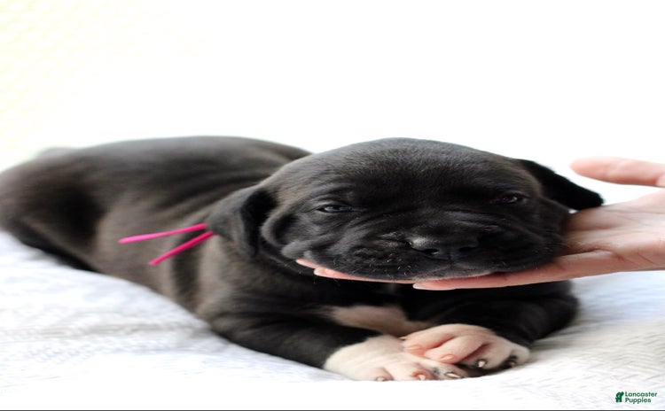 Presa Canario dogs for sale - Ad 1