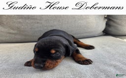 Doberman Pinscher dogs for sale: Purple Collar Female - Image 10