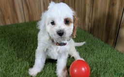 Cavapoo dogs for sale: Fiona Girl 3 - Image 6