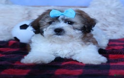 Shihpoo dogs for sale: Hunter - Image 4