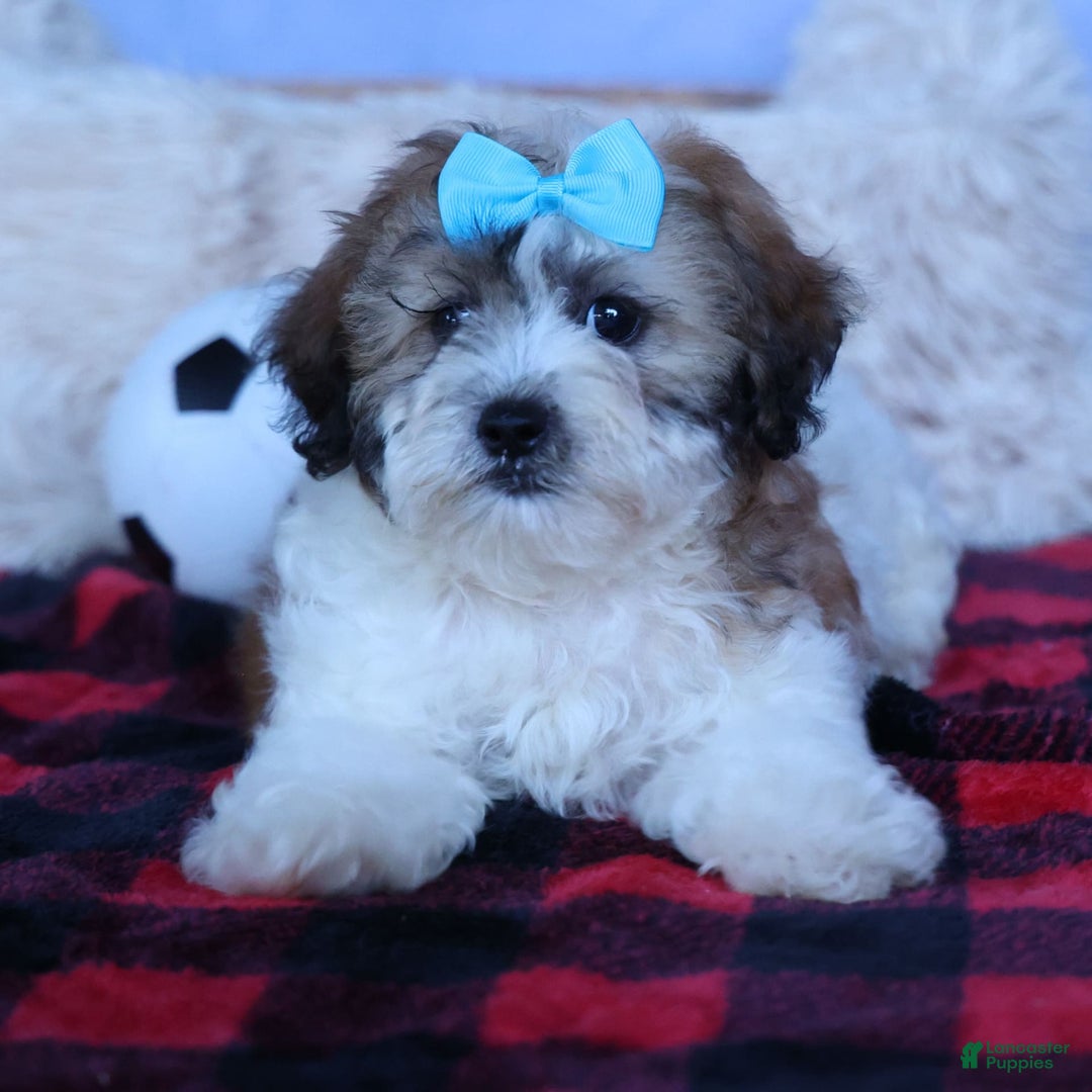 Shihpoo dogs for sale: Hunter - Image 4