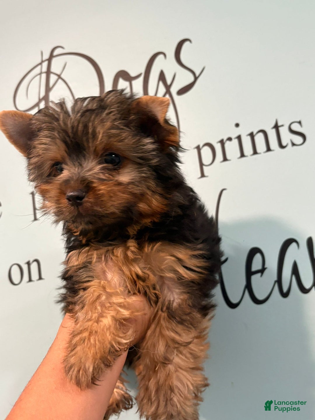 Yorkshire Terrier dogs for sale: Bear - Image 3