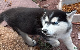 Siberian Husky dogs for sale: Tortuga - Image 7