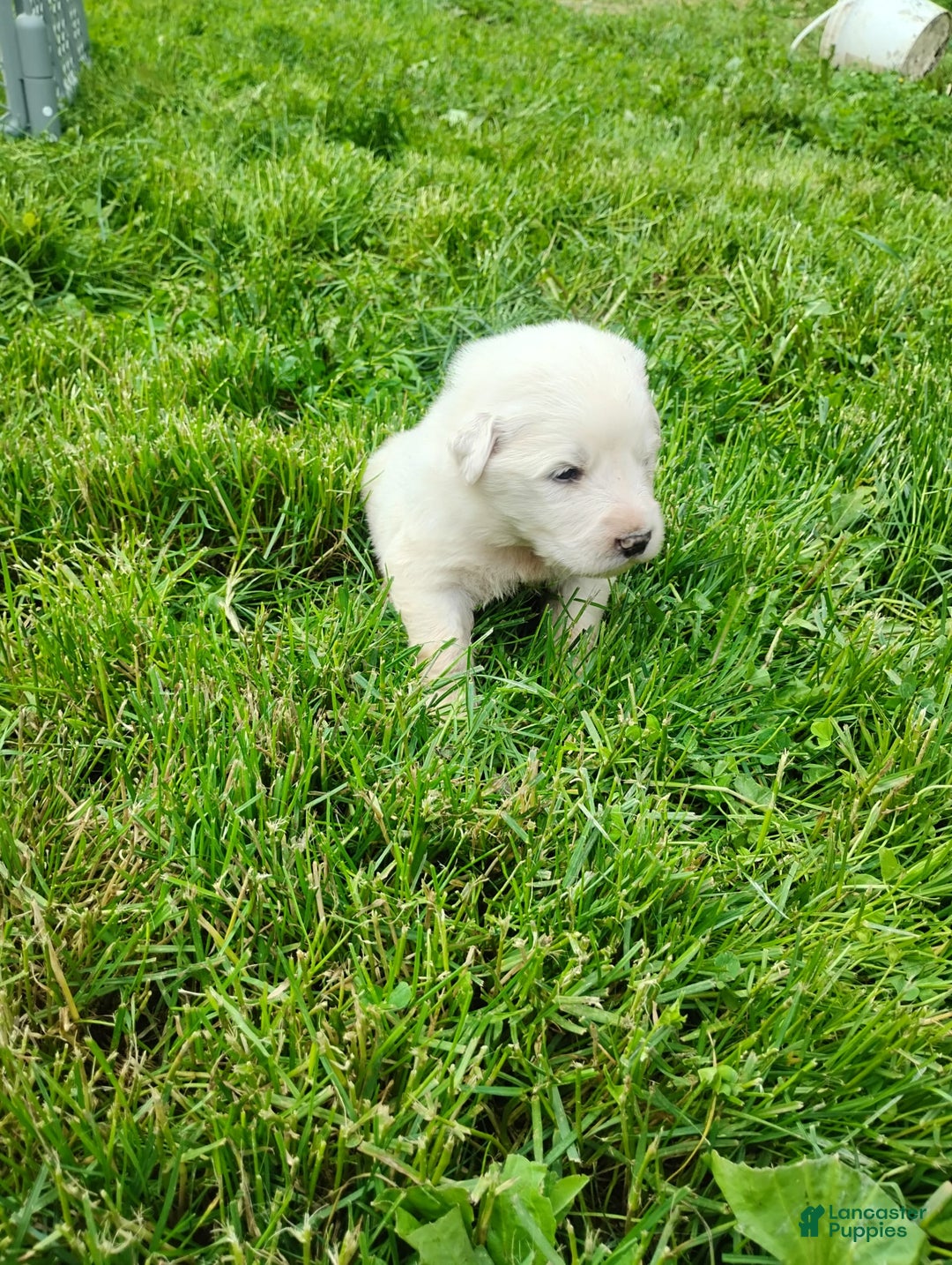 Great Pyrenees dogs for sale: Cedar - Image 11