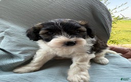 Teddy Bear dogs for sale: Evan - Image 10
