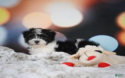 Havanese dogs for sale: Lexi - Image 7