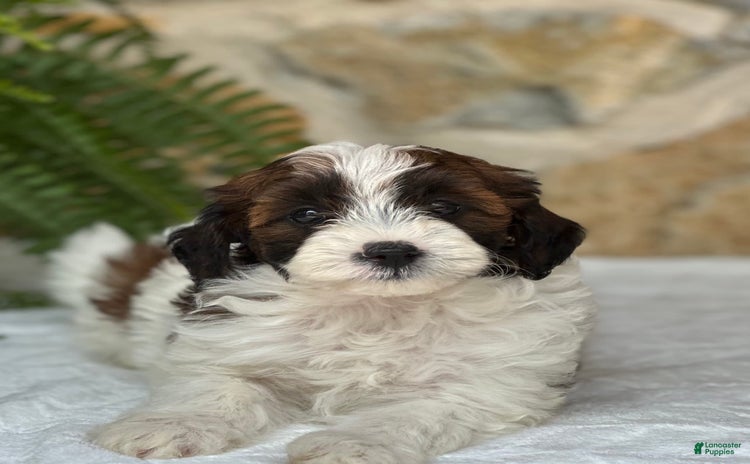 Mini Aussiedoodle dogs for sale - Ad 2