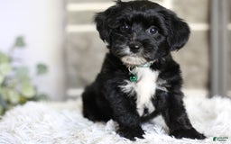 Yorkiepoo dogs for sale: Arrow - Image 5
