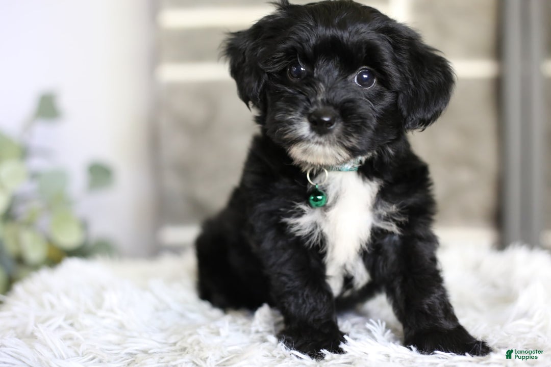 Yorkiepoo dogs for sale: Arrow - Image 5
