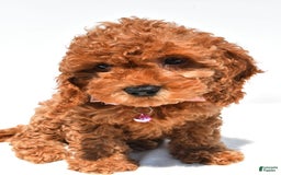 Cockapoo dogs for sale: Liza - Image 4