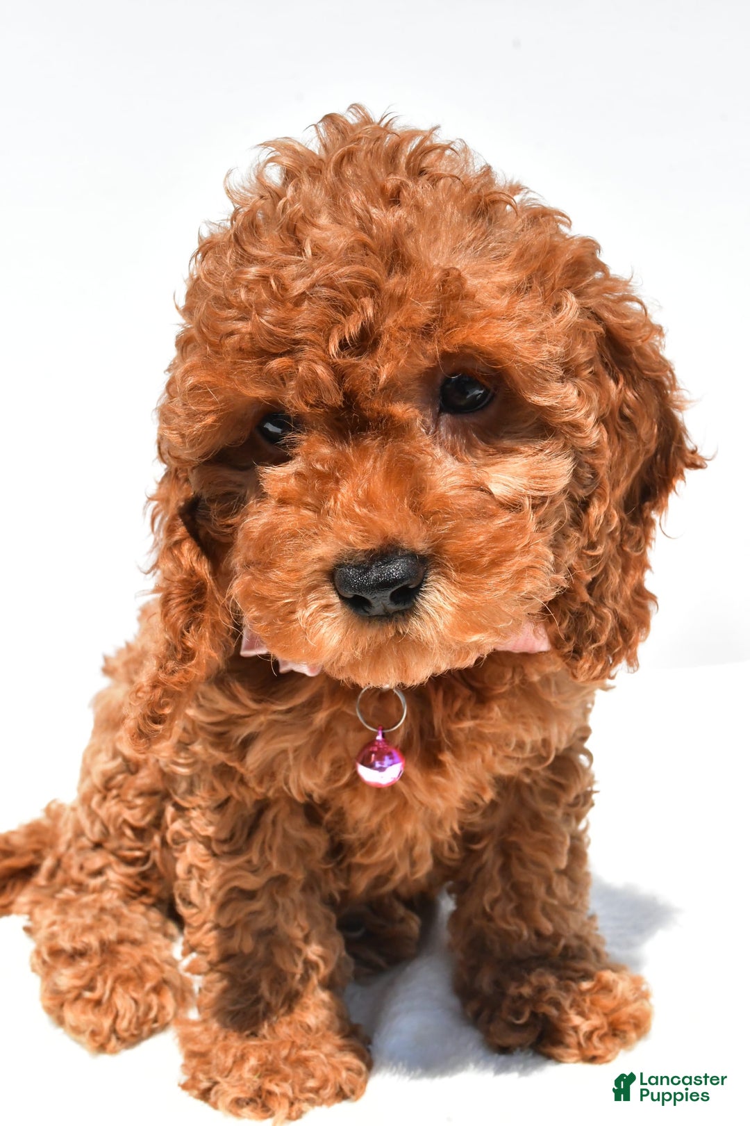 Cockapoo dogs for sale: Liza - Image 4