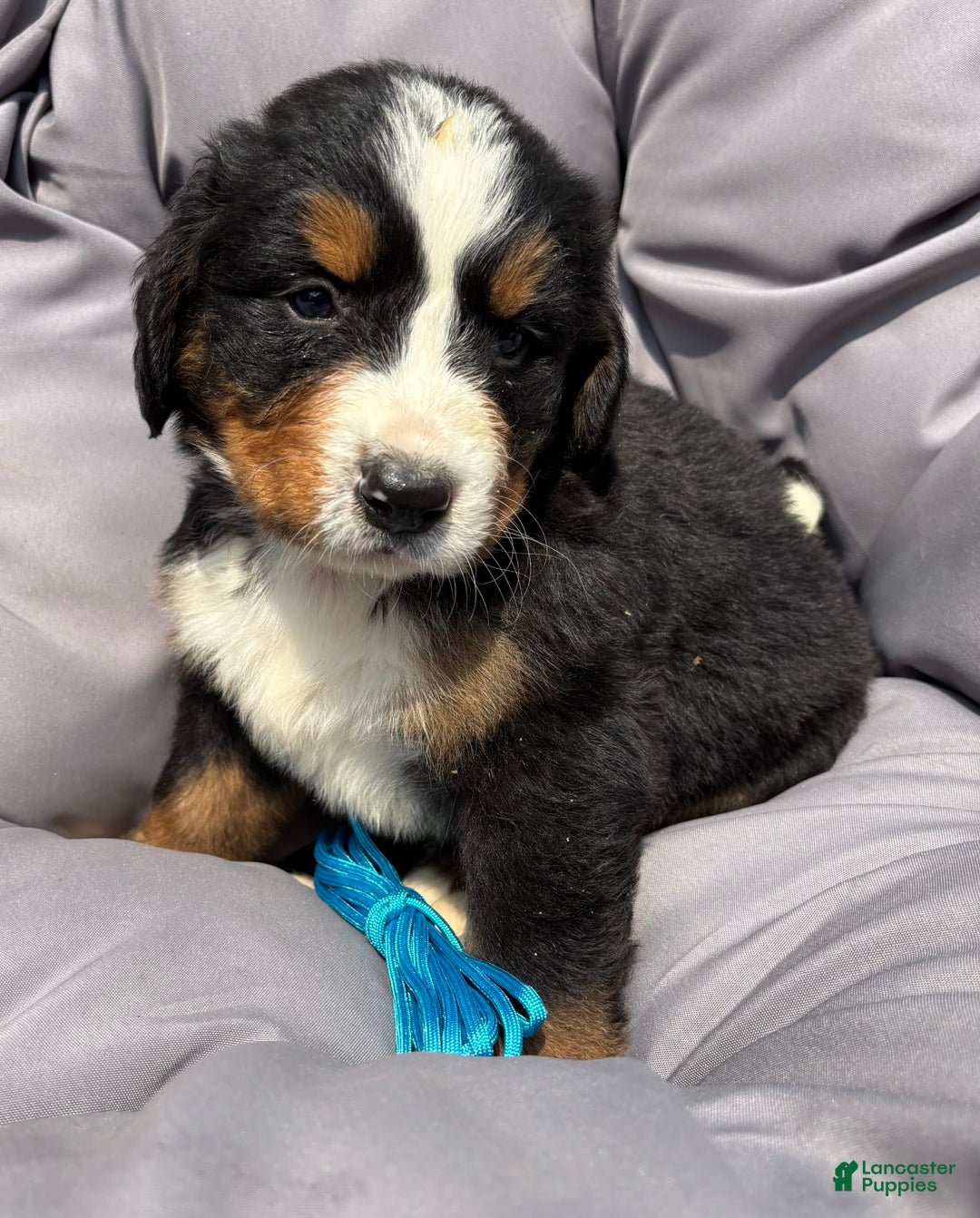 Bernese Mountain Dog dogs for sale: Blue - Image 11