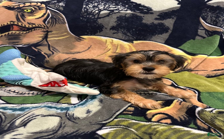 Yorkshire Terrier dogs for sale - Ad 1