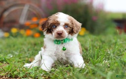 Miniature Poodle dogs for sale: Biscuit - Image 1
