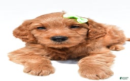 Mini Goldendoodle dogs for sale: Timmy - Image 4