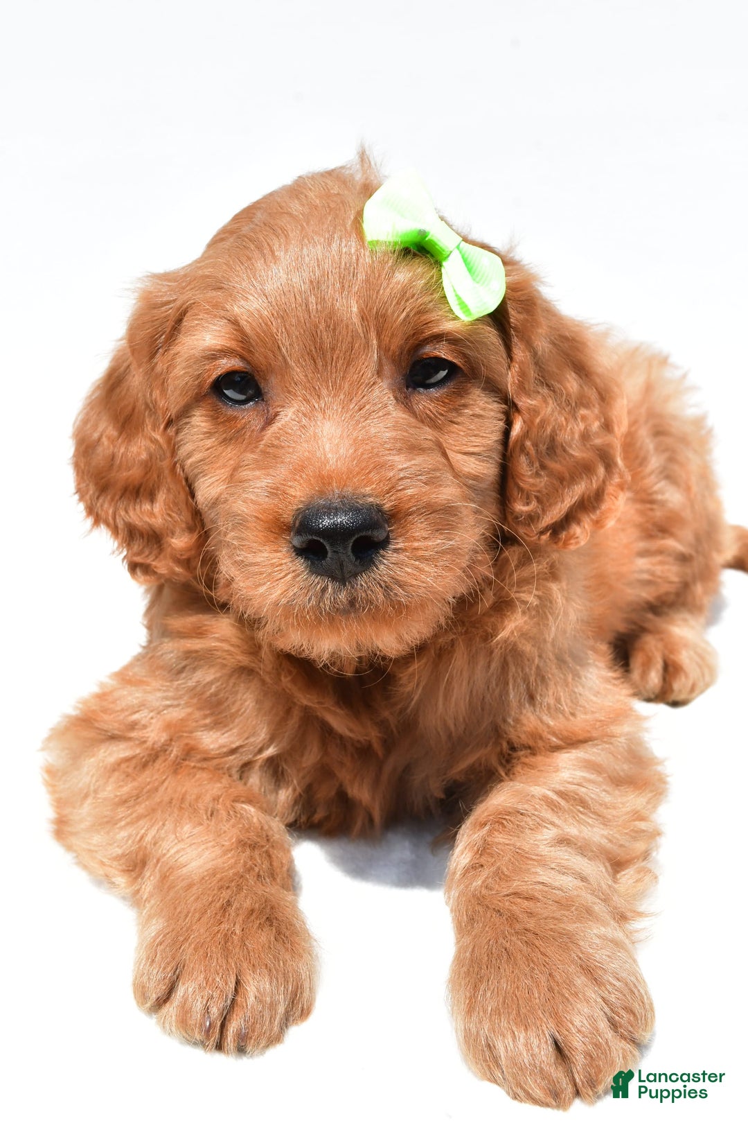 Mini Goldendoodle dogs for sale: Timmy - Image 4