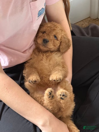 Goldendoodle dogs for sale - Ad 2