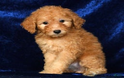 Mini Goldendoodle dogs for sale: Desiree - Image 7