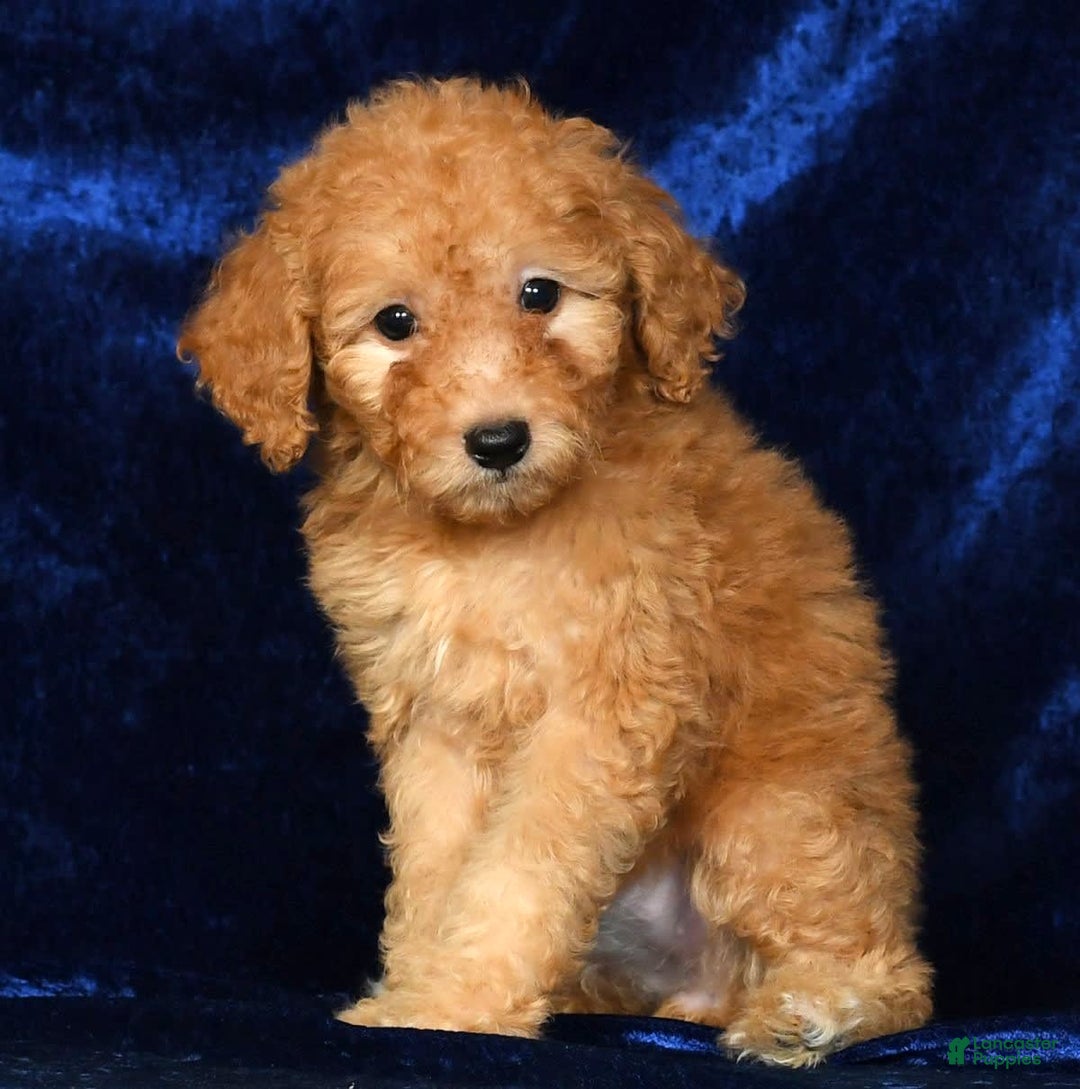 Mini Goldendoodle dogs for sale: Desiree - Image 7