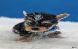 Yorkshire Terrier dogs for sale: Dodge - Image 5