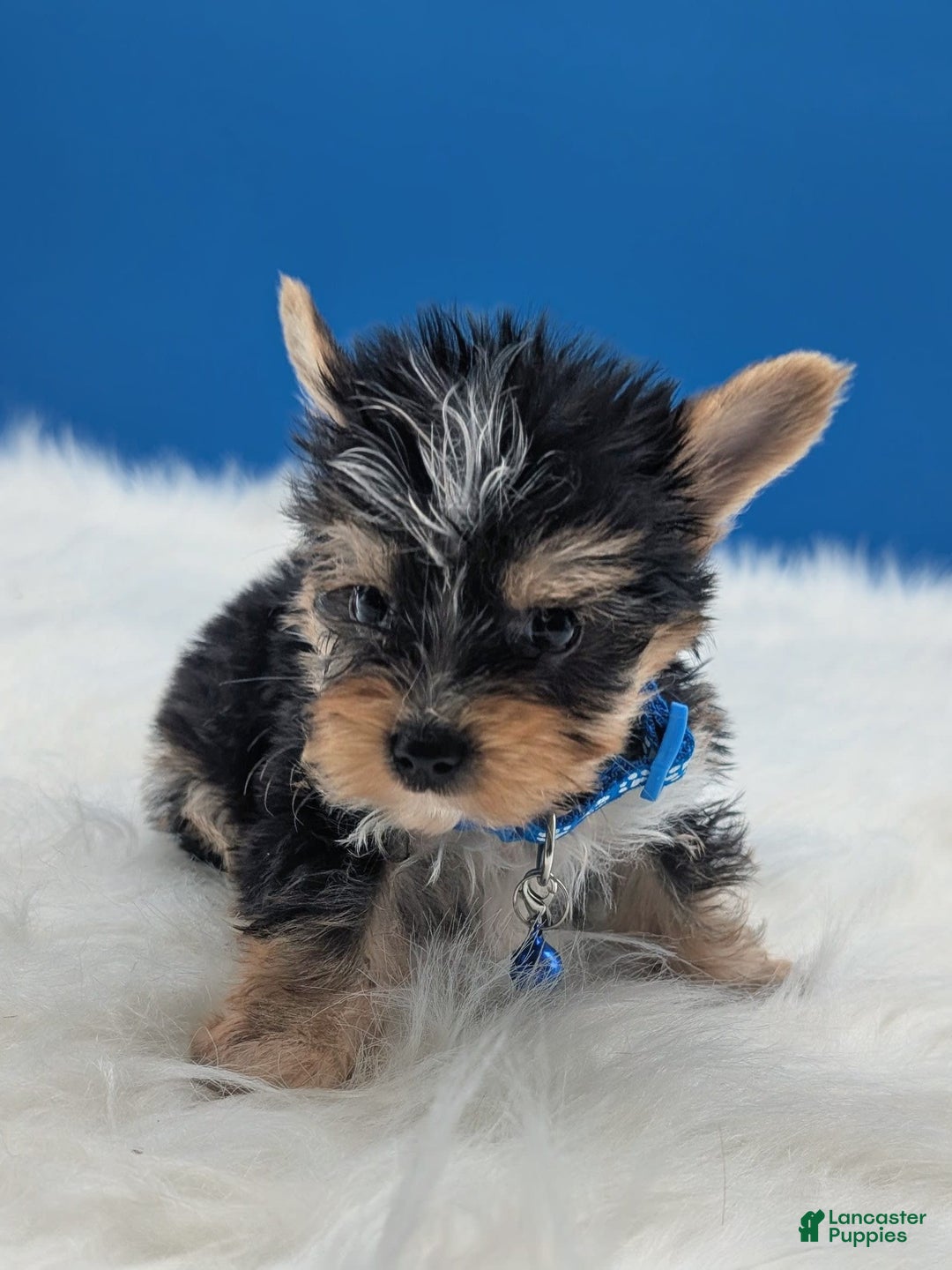 Yorkshire Terrier dogs for sale: Dodge - Image 5