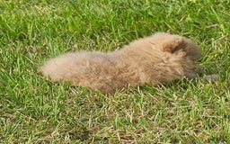 Pomeranian dogs for sale: Cinnamon - Image 1
