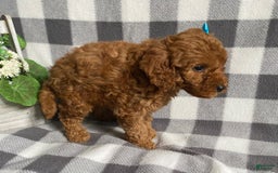 Mini Goldendoodle dogs for sale: Libby - Image 1