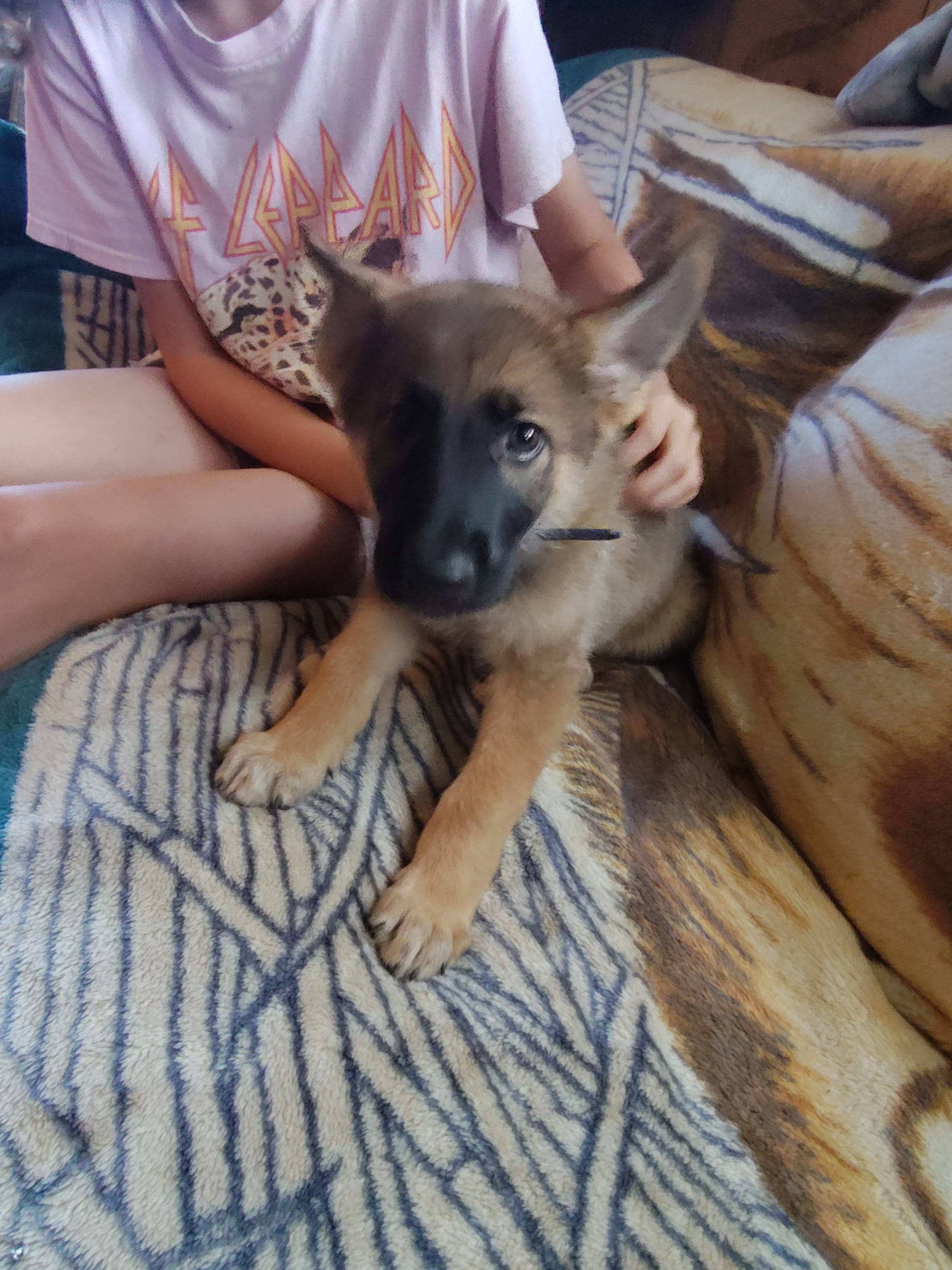 German Shepherd dogs for sale: Sam - Image 1