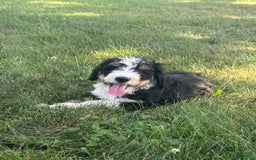 Bernedoodle dogs for sale: Sadie - Image 5