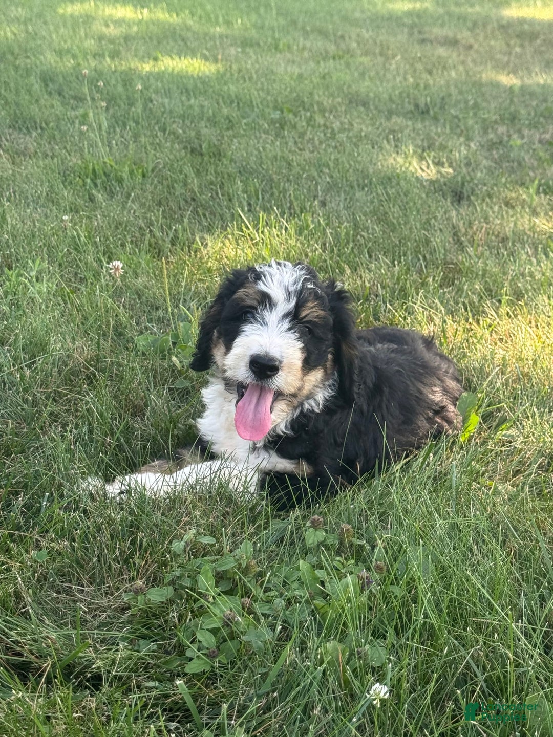 Bernedoodle dogs for sale: Sadie - Image 5